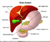 Hepato-Pancreato-Biliary Surgery 