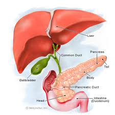 Liver,Gallbladder